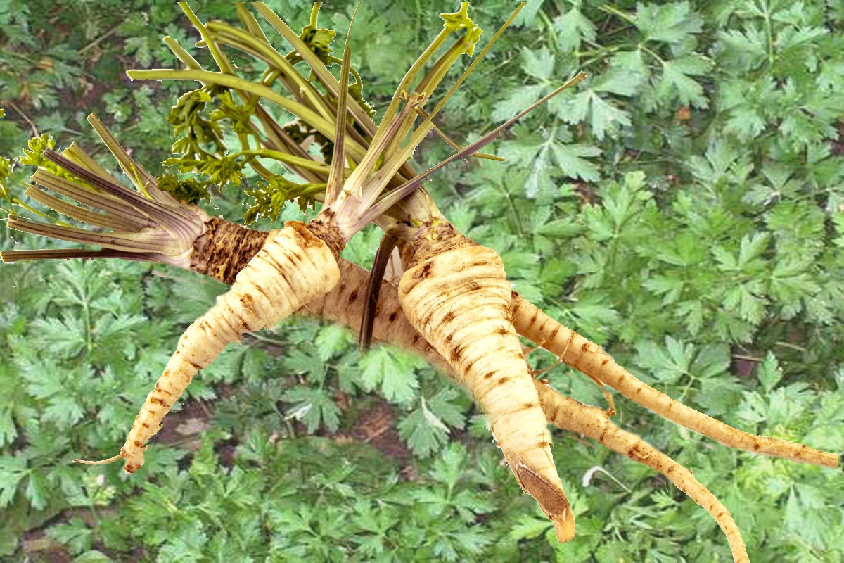 Root Parsley roots on background of leaf
