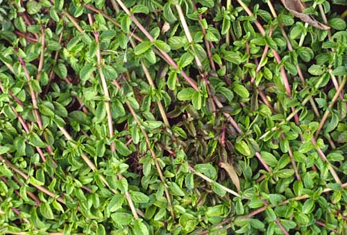 Pennyroyal stems and leaves
