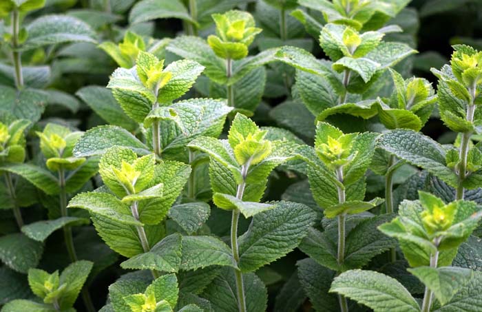 Peppermint Mentha piperita