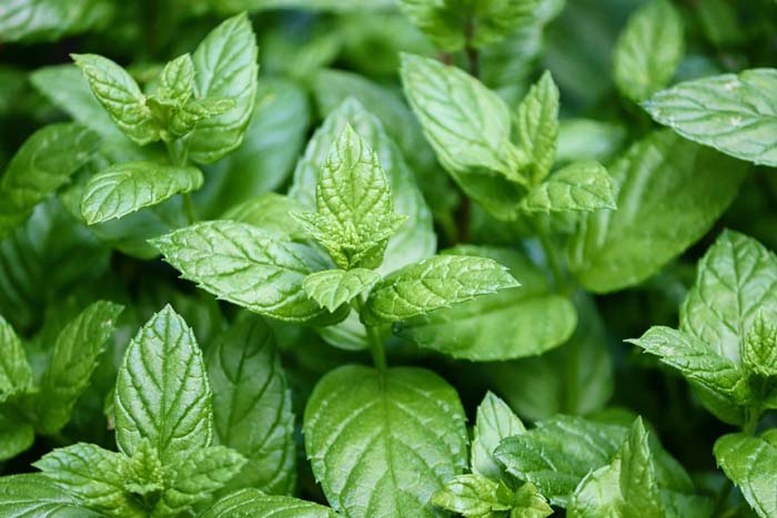 Peppermint leaves