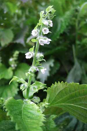 Close up of flower