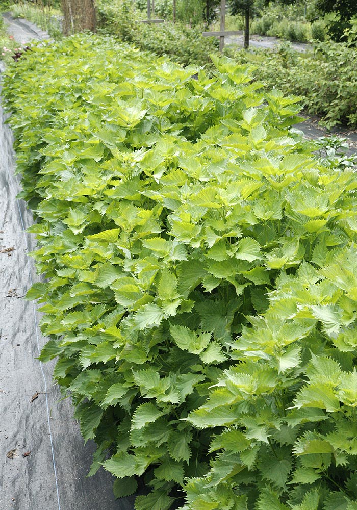 Green Perilla growing in our fields