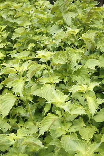 shiso - Green Perilla leaves