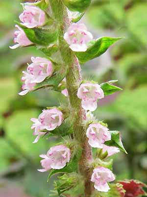 Close up of flower