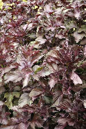 Red Perilla leaves Perilla frutescens na