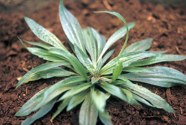 Plantain Lanceleaf leaf rosette