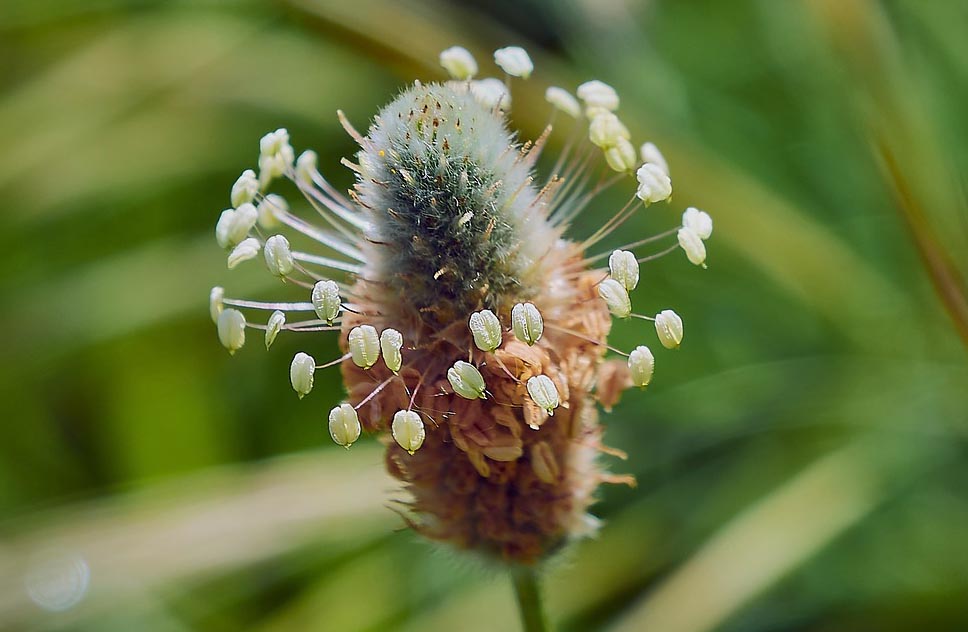 Plantain Lanceleaf Plantago lanceolata