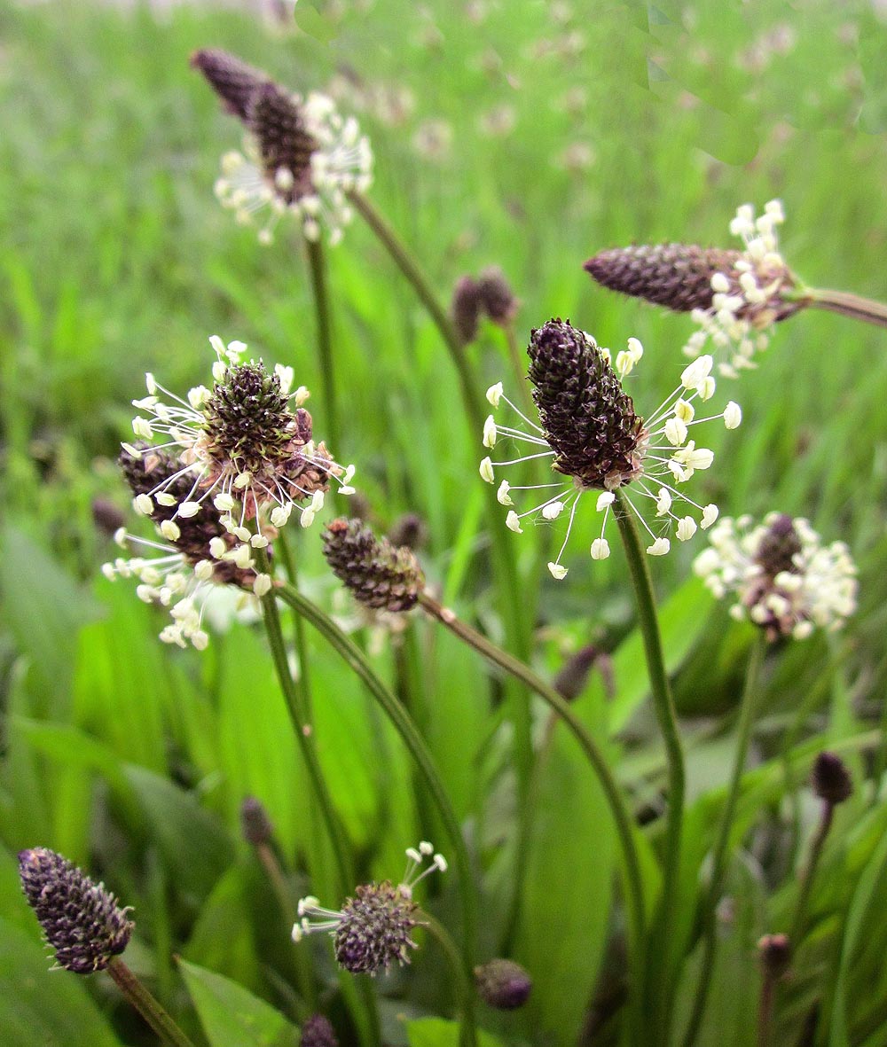 Plantain Lanceleaf flowers