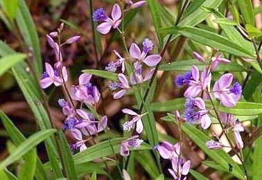 Chinese Milkwort Polygala tenuifolia