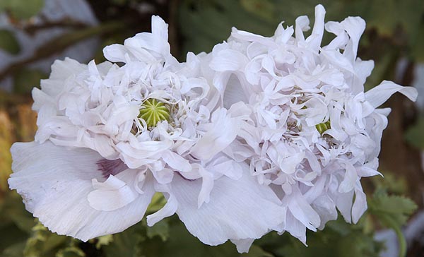 Poppy - Dwarf Double Papaver somniferum