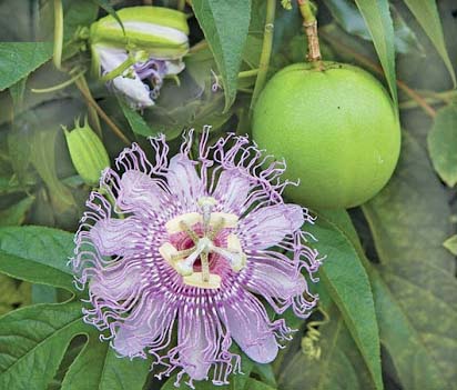 20 Passionflower Seeds Passiflora Seed Passionfruit Seed Passion Flower S050