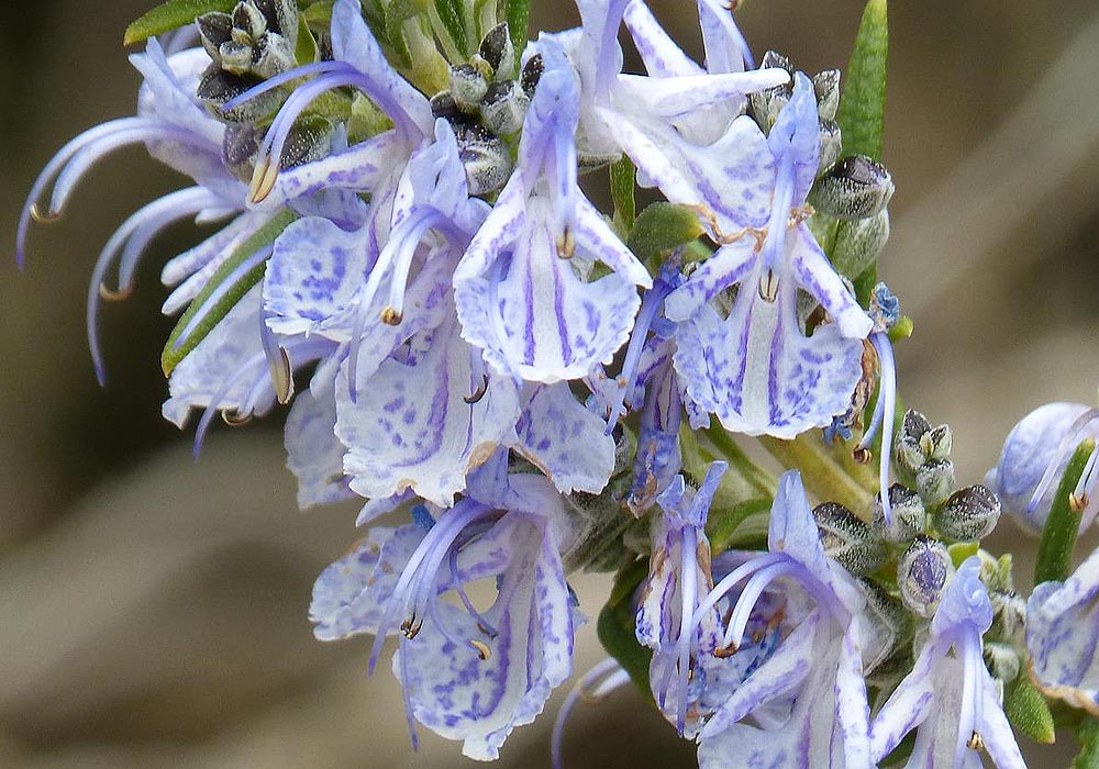 Rosemary flowers close