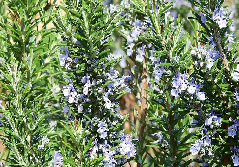 Rosemary Rosmarinus officinalis