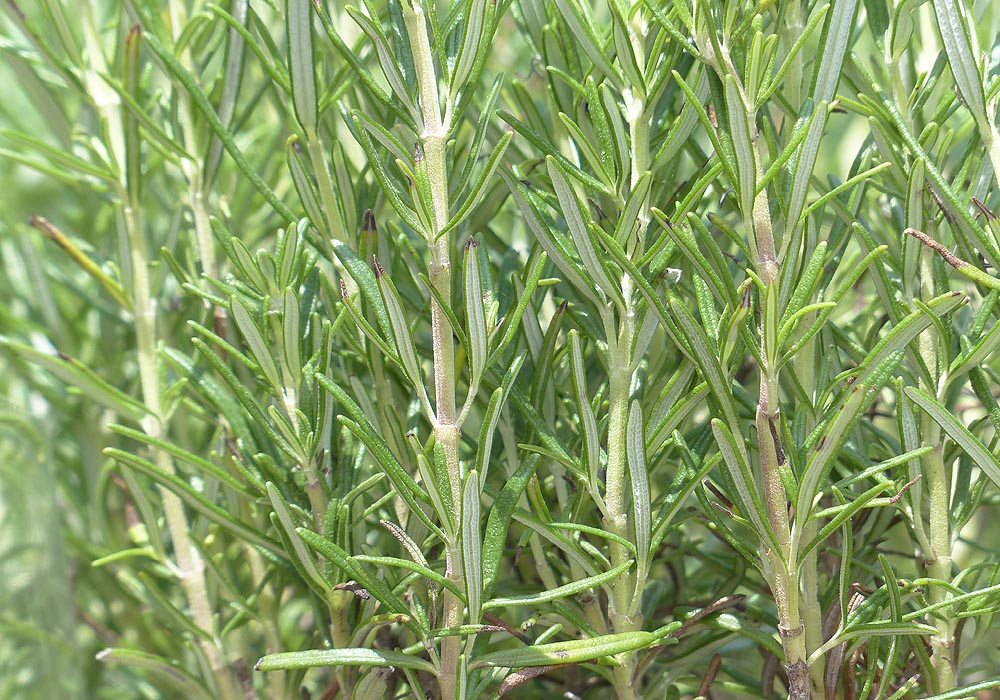 Rosemary stalks