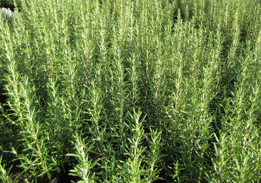 Rosemary plant sprigs