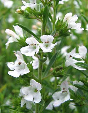 Summer savory flower