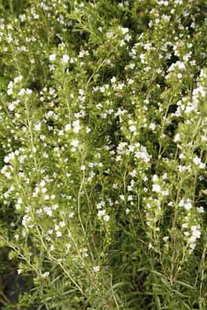 Flowering plant