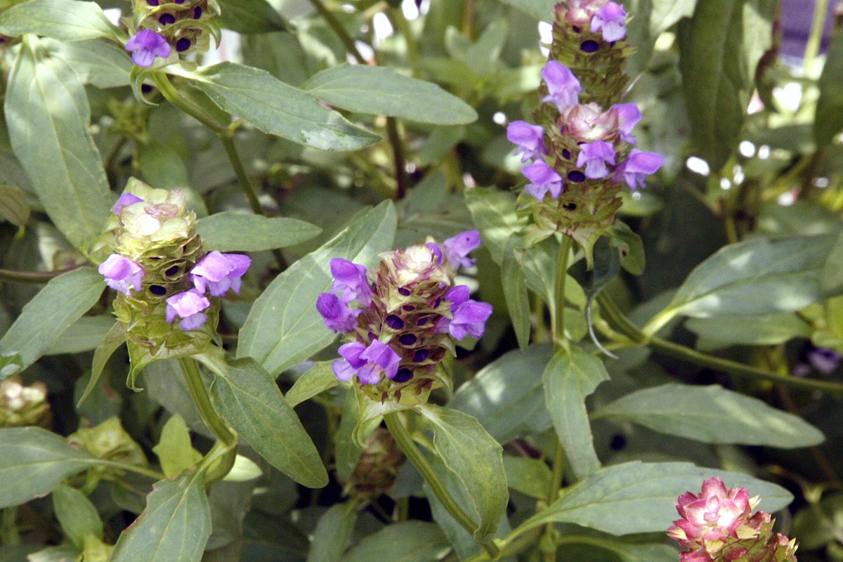 Self-Heal Prunella vulgaris