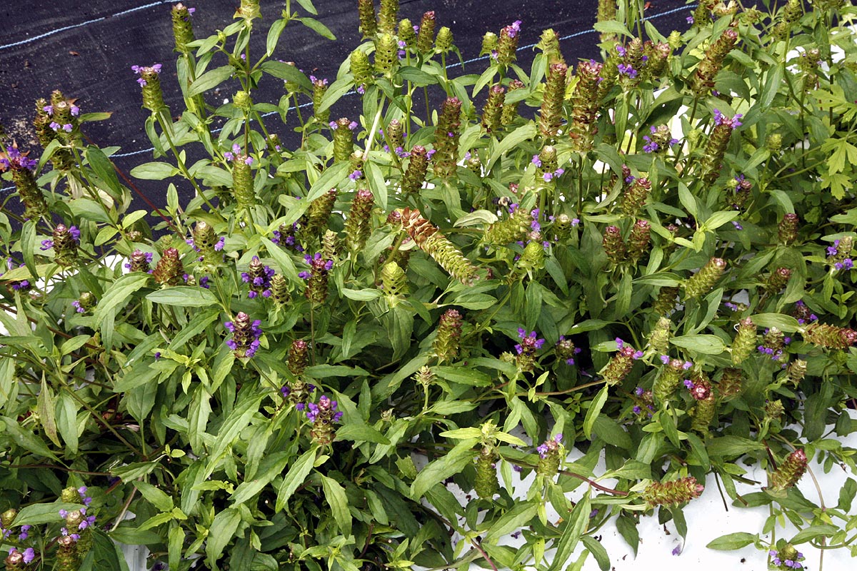 Prunella vulgaris plants in field