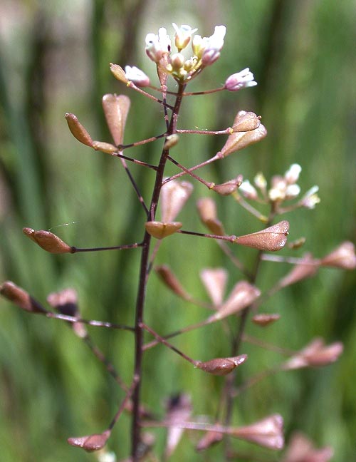 Shepherds Purse flower stalk