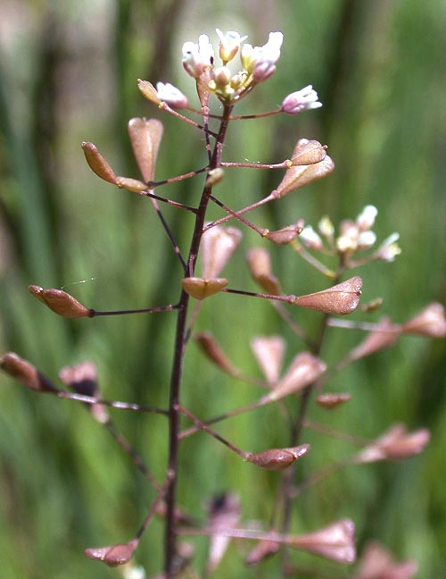 shepards purse flower seed stalk2