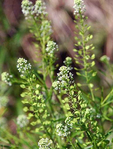 Foraging for Shepherd's Purse - The Greenest Acre