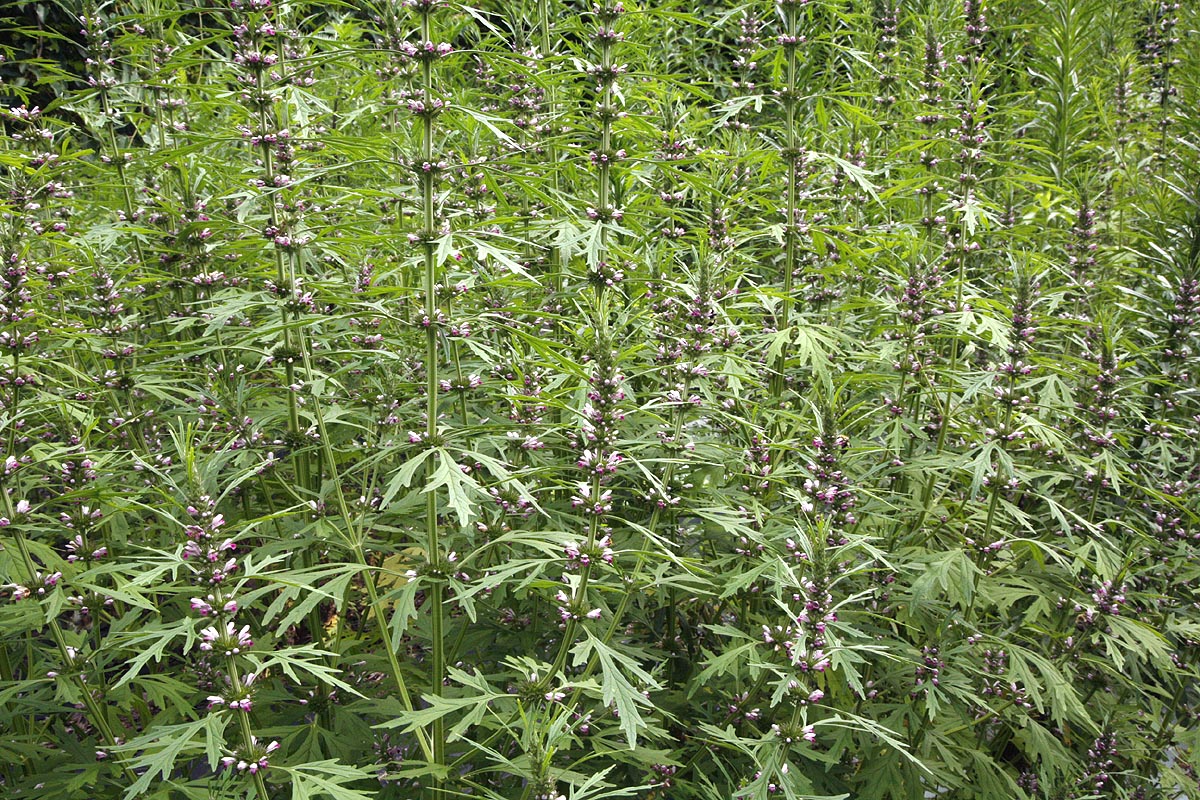 Motherwort, Siberian Leonurus sibiricus