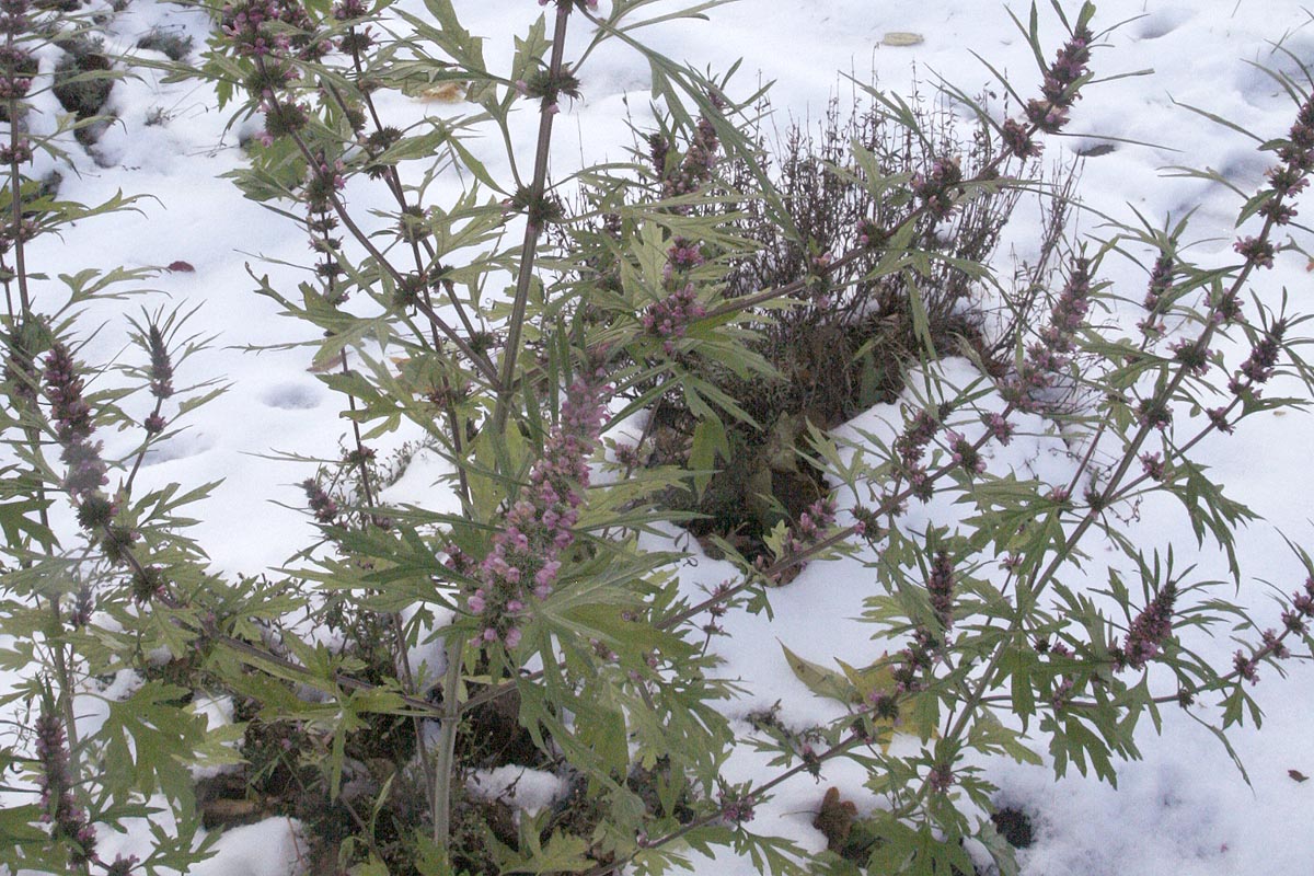 Leonurus_sibiricus flowering in snow