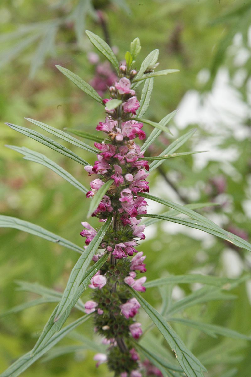 siberian motherwort flower spike close