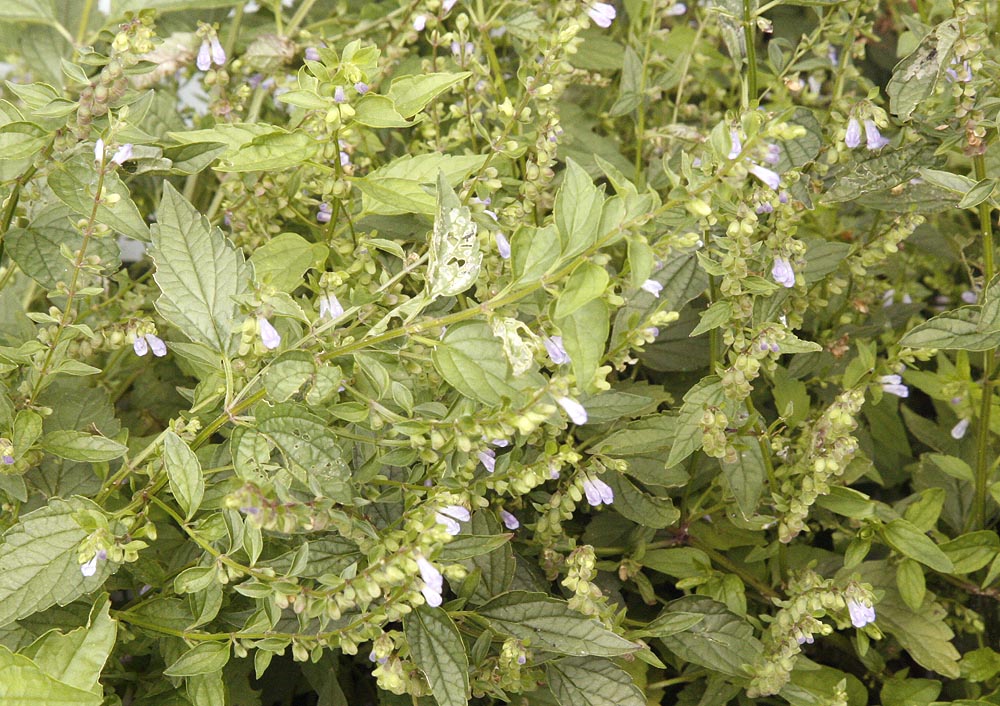 Skullcap plant and flowers