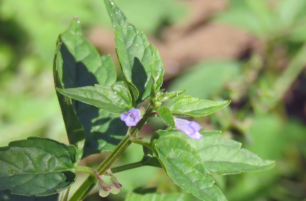 Skullcap flower close