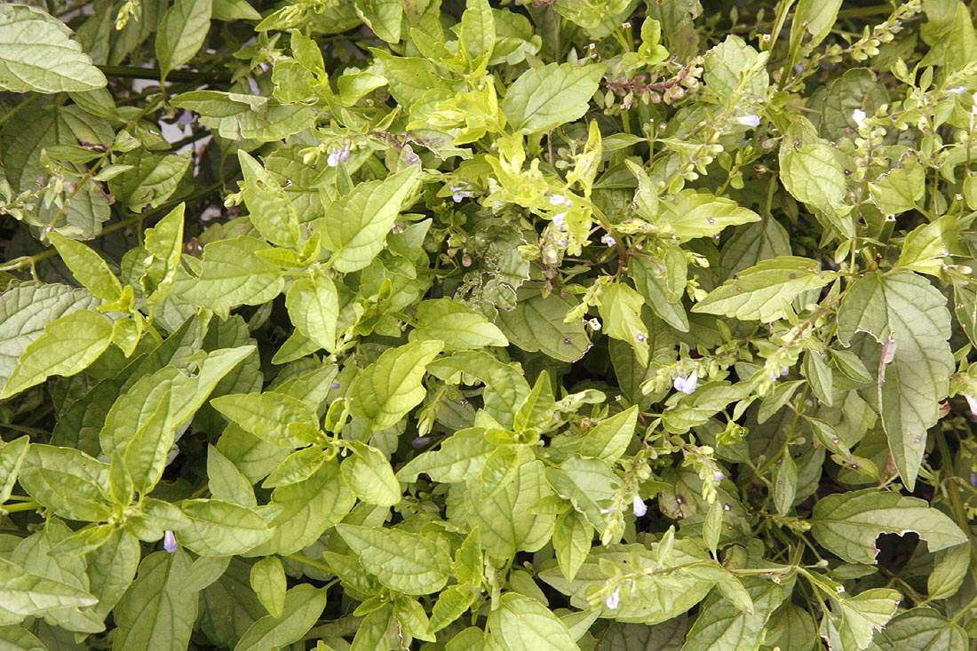 Side Flowering Skullcap Scutellaria lateriflora