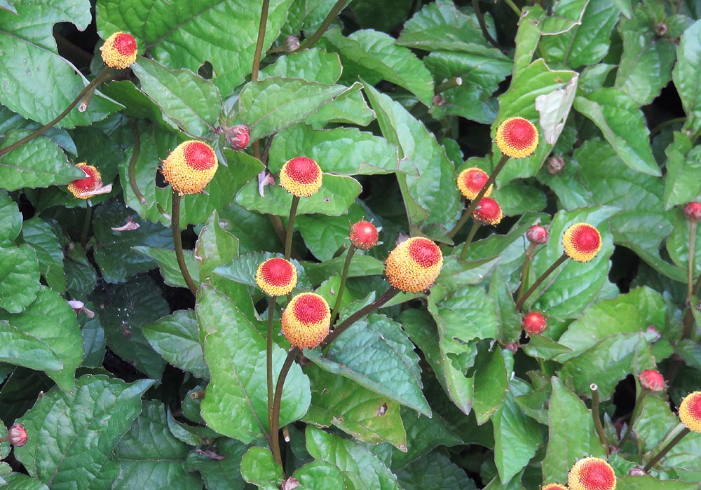 Spilanthes Acmella oleracea