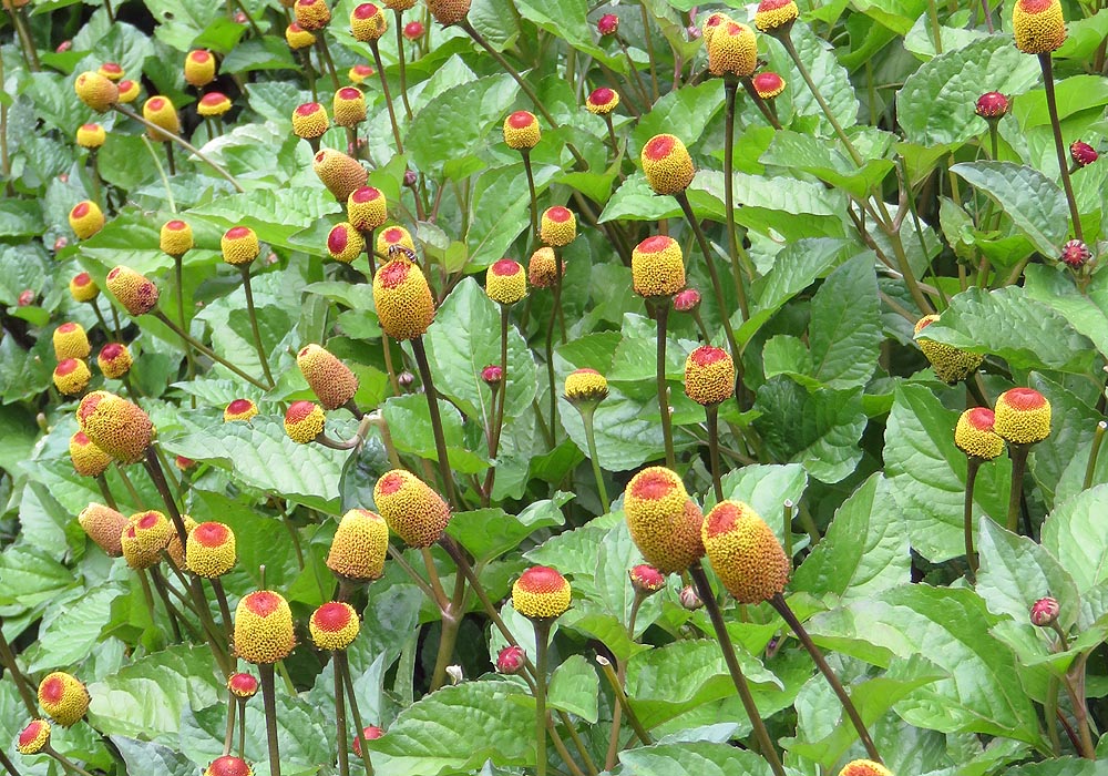 Peek A Boo Para Cress (Spilanthes oleracea 'Peek A Boo') in