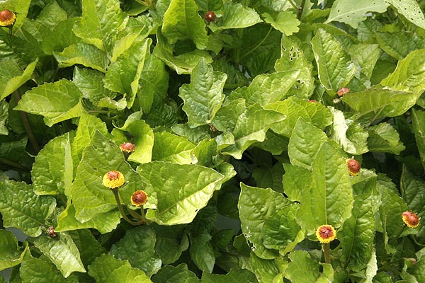 Spilanthes Herb Acmella olaracea