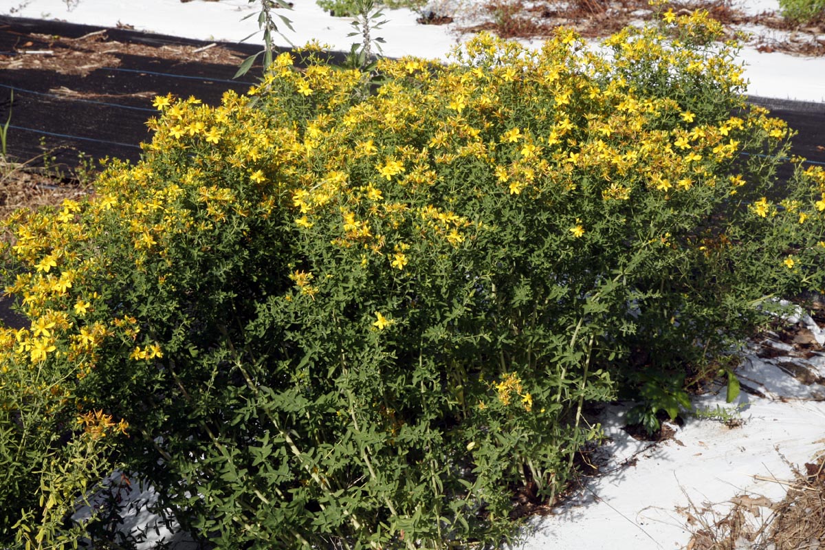 st johns wort flowering in our field