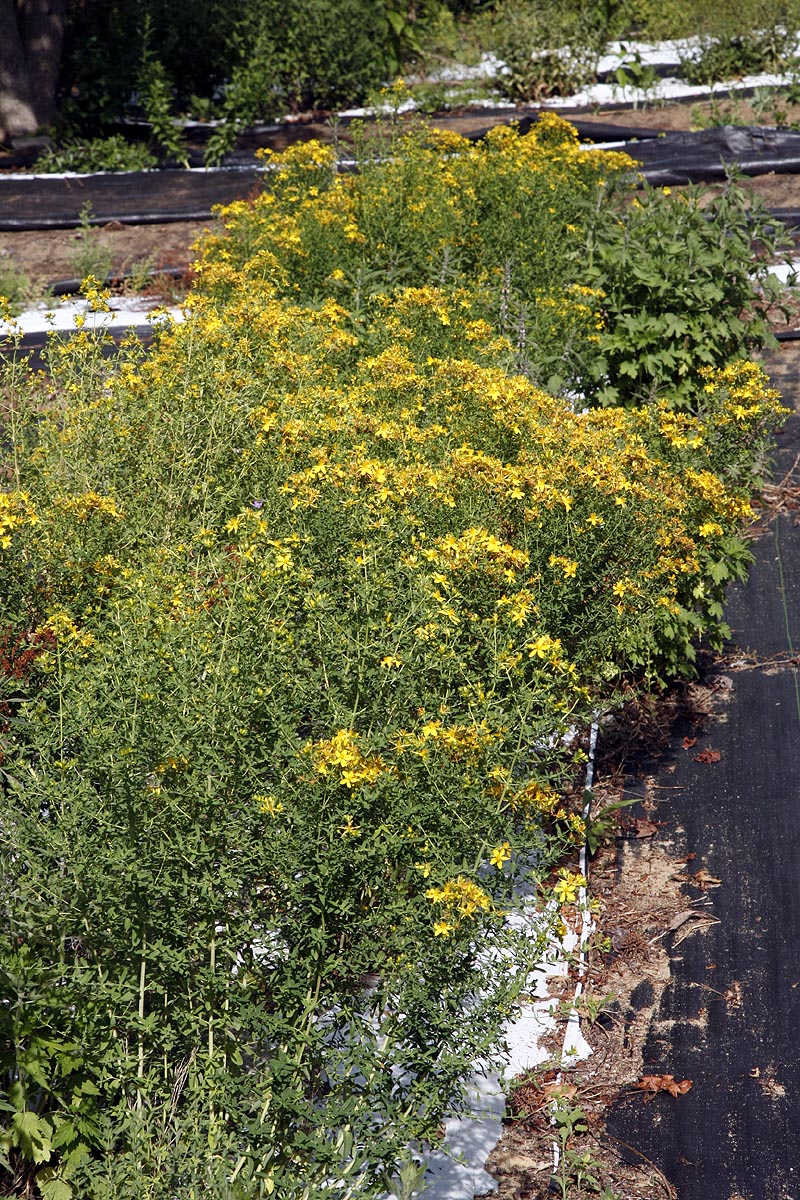 saint johns wort flowering in our field