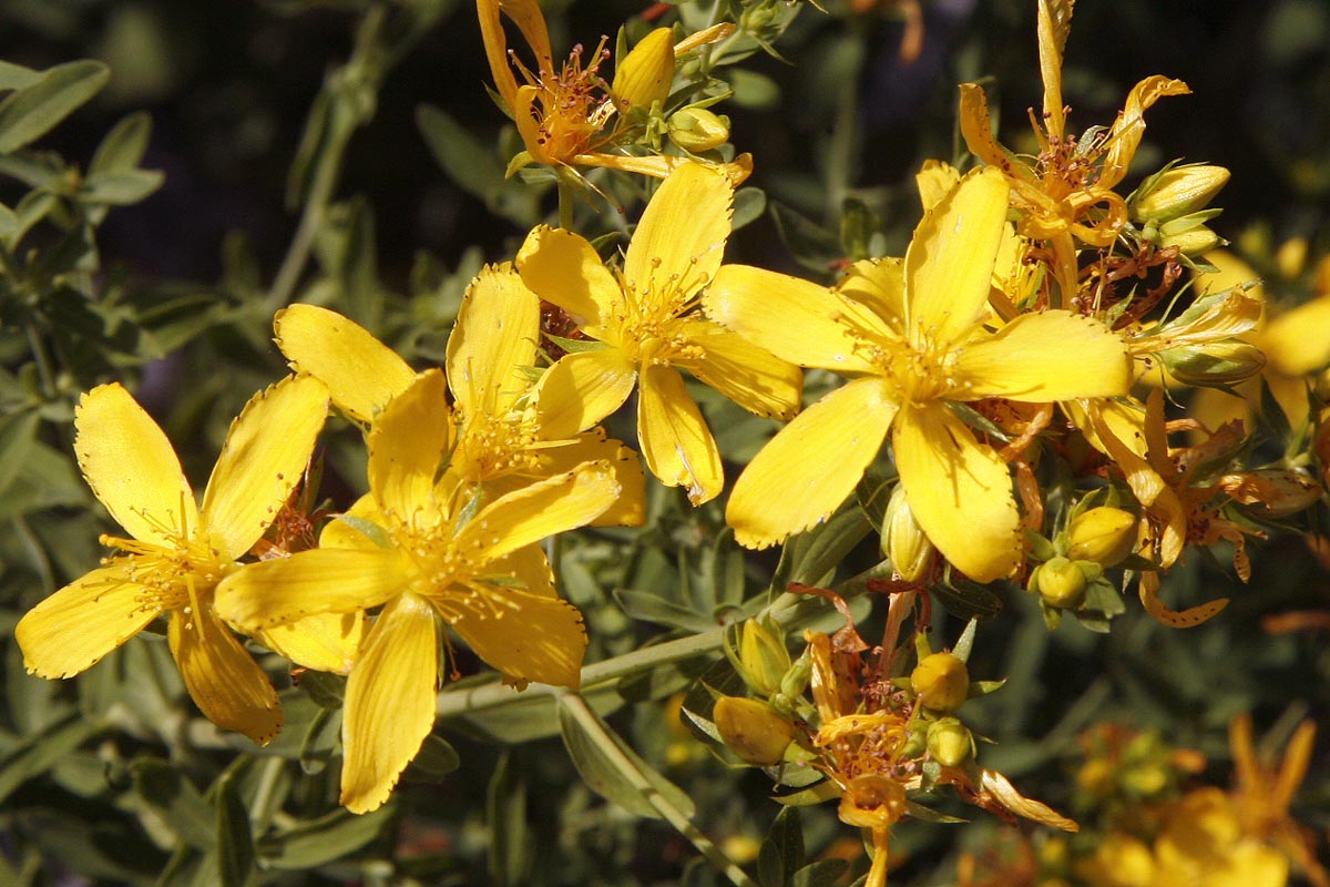 Saint Johns wort Hypericum perforatum