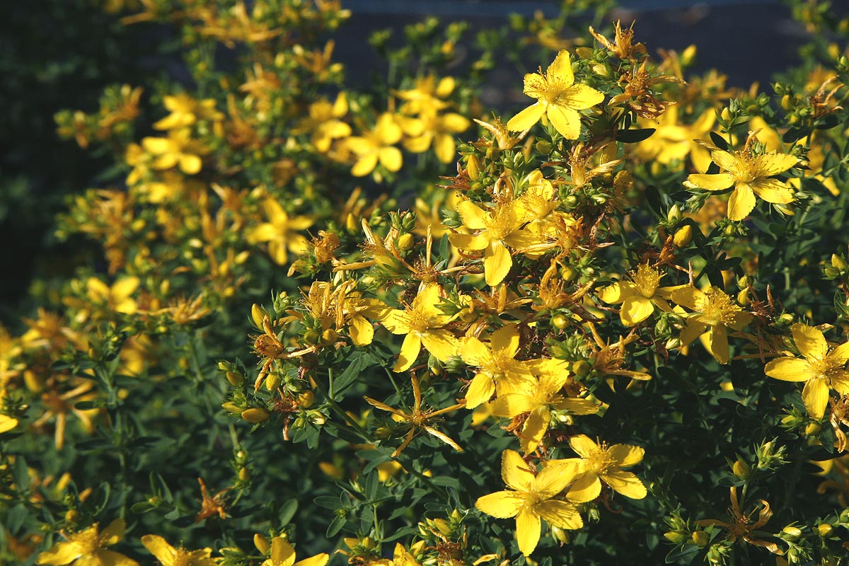 Saint johns wort flowers and leaves
