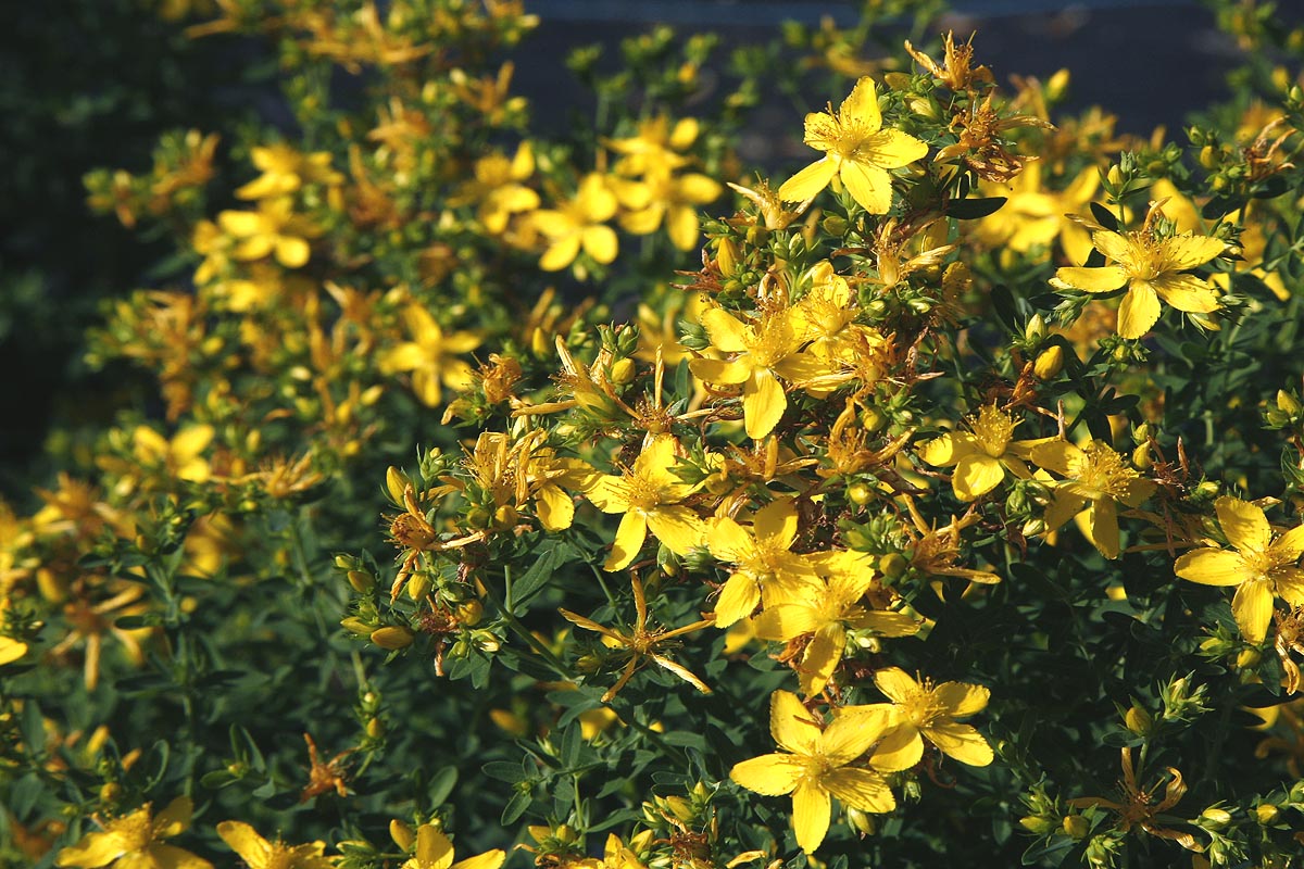 St Johns Wort Hypericum perforatum