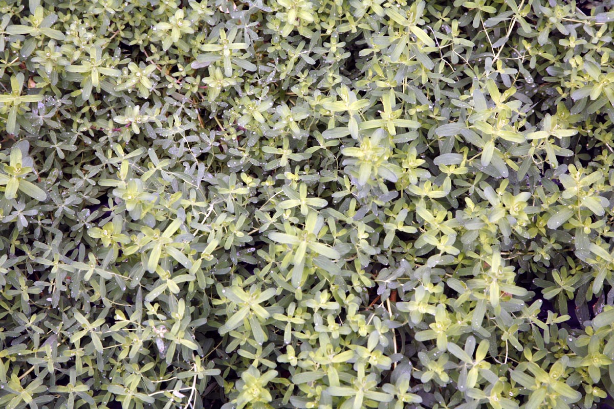 saint johns wort young leaves