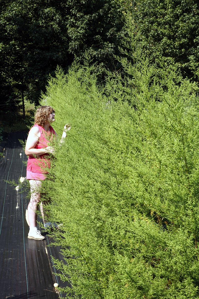 Mature sweet annie in field