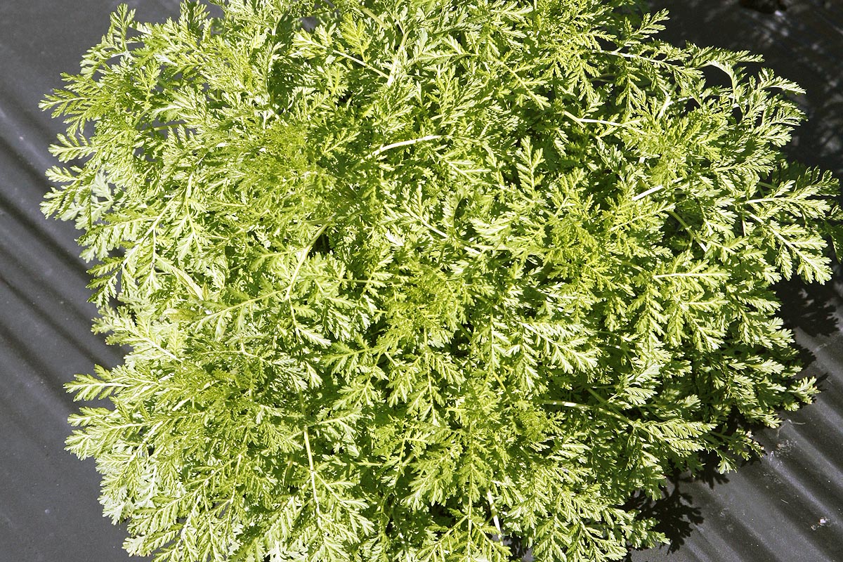 Artemisia annua young spring leaves