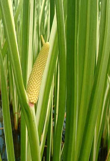 sweet flag  acorus calamus  flower
