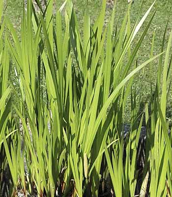 sweet flag leaves