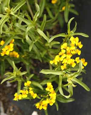 Mexican Tarragon