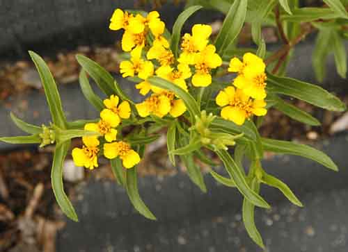 Tarragon - Mexican Tagetes lucida