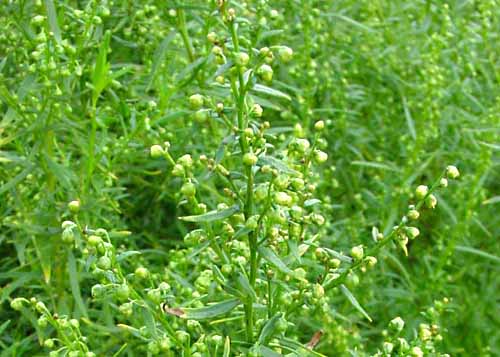 Tarragon Flowers