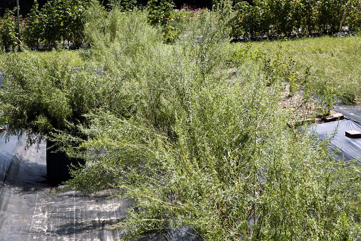 Russian Tarragon in our field