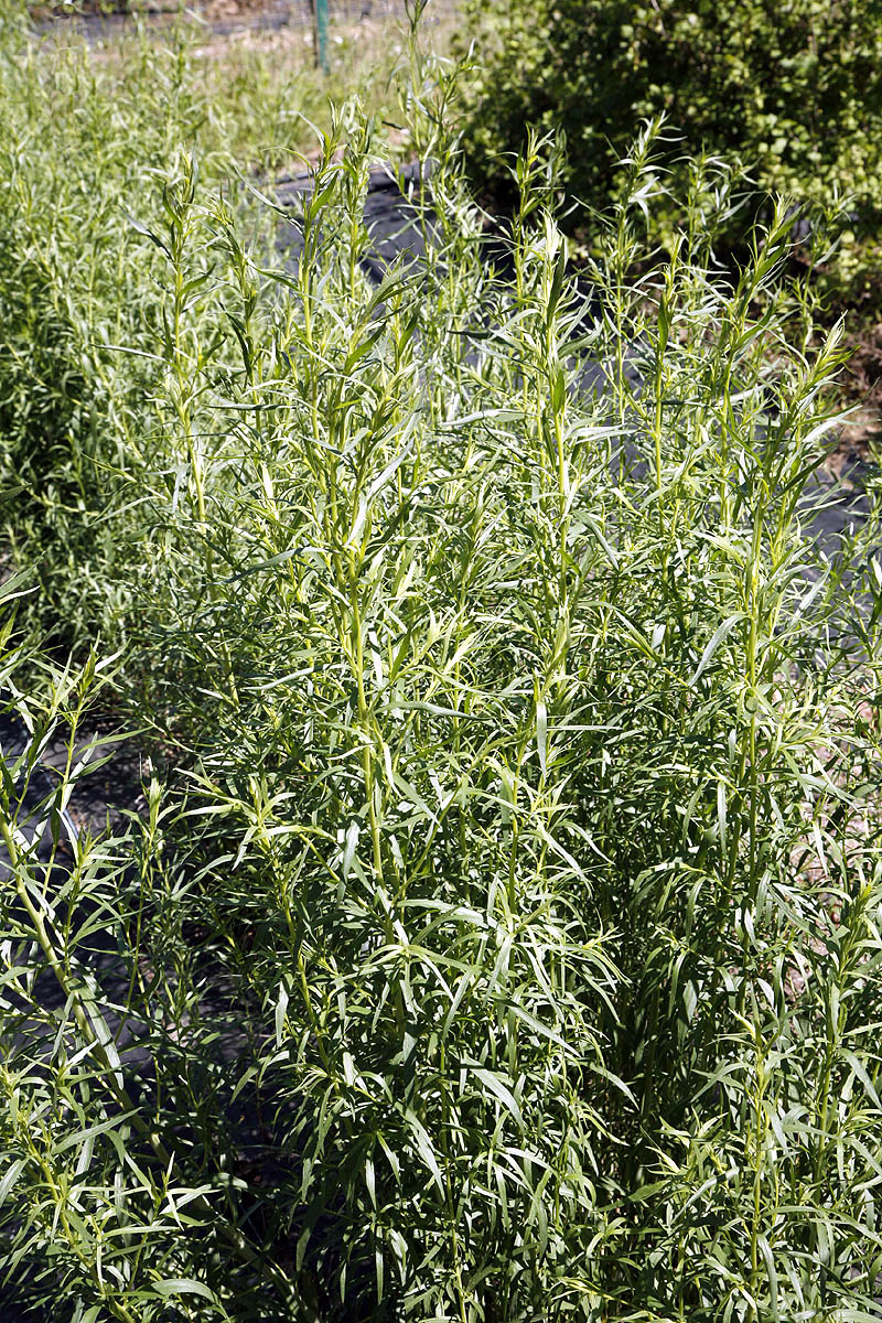 tarragon plants